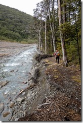 Subsiding bank (Tramping Hawdon Hut Sept 2021)