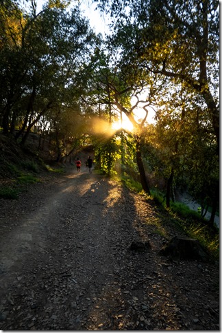 In the forest (Barcelona Midnight Trail 2024)